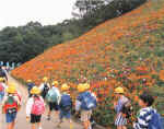 picture1.jpg (37425 バイト)