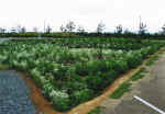 picture9.jpg (73077 バイト)
